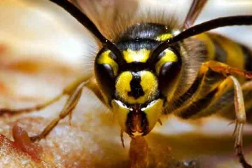 யாழில் பரிதாபமாக உயிரிழந்த இளம் குடும்ப பெண்