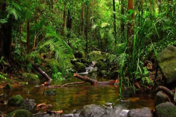 சிங்கராஜ வனத்திற்குள் சென்ற பெண்ணை காணவில்லை