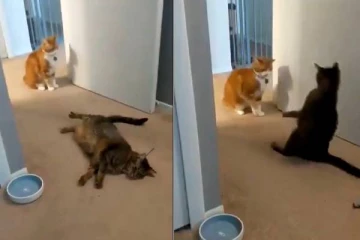 Viral Video-என்னா நடிப்புடா சாமி...அடி வாங்கிய போஸ்க்கு மயங்கி விழுந்த பூனை!