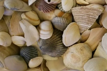 கடல் மட்டிகளை சேகரித்த குழந்தைகளால் தாய்க்கு லட்சம் அபராதம்