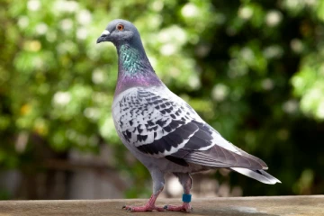 புறாவை கொலை செய்ய முயன்ற கார் ஓட்டுநர் : அதிரடியாக கைது செய்த பொலிஸார்!