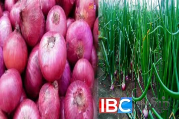 பெரிய வெங்காய உற்பத்தி அதிகரிப்பு : இறக்குமதியால் பாதிக்கப்படும் விவசாயிகள்