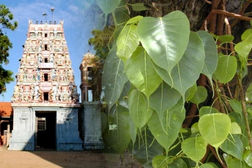 யாழ். சுழிபுரம் முருகன் ஆலயத்தில் அரச மரம்..! வெடித்தது புதிய சர்ச்சை (Video)