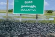 முல்லைத்தீவில் கரை ஒதுங்கும் இறந்த மீன்கள்!