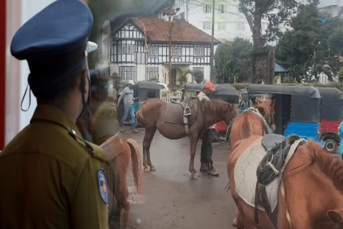 கிரகரி வாவியில் போனியை கொடூரமாகத் தாக்கிய இளைஞர் | Youth Brutally Attacked Pony Ride At Gregory Lake கிரகரி வாவியில் போனியை கொடூரமாகத் தாக்கிய இளைஞர் | Youth Brutally Attacked Pony Ride At Gregory Lake