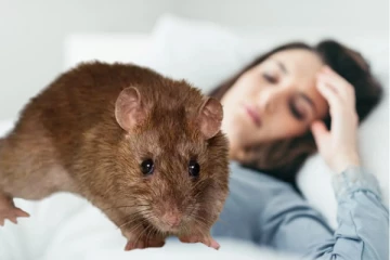 சீரற்ற வானிலையால் எலிக்காச்சல் பரவும் அபாயம்!