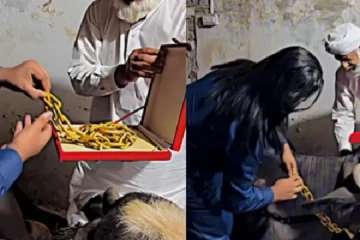 10 கிலோ தங்க சக்கிலி எருமை மாட்டிற்கா? வைரலாகும் வீடியோ காட்சி!