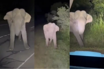 අලි පැටියාට හිංසා කරන වීඩියෝවට මහේල ගෙන් විරෝධය.. (VIDEO)