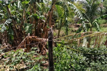 தமிழர் பகுதியில் காட்டு யானைகளின் அட்டகாசம் ; அச்சத்தில் வாழும் ஈச்சநகர் மக்கள்