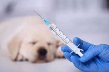 கொரோனா தடுப்பூசிக்கு சென்றவருக்கு   நாய் ஊசி செலுத்திய  மருத்துவர்! பெரும் அதிர்ச்சி சம்பவம்