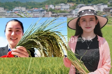 ලංකාවේ කුඹුරු වගා කරන්න චීනයෙන් ගෙන්නන්න යන දේ මෙන්න..