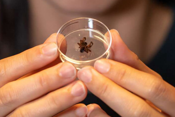 ரோபோவாக மாற போகும் இறந்த சிலந்திகள்! மிரள வைத்த தொழிநுட்பம் - வியக்க வைத்த ஆராச்சிகள் | Us Scientists Turn Dead Spiders Into Robots