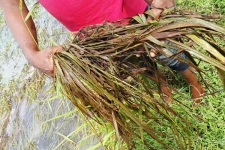 கிளிநொச்சியில் வெள்ளத்தினால் பல ஏக்கர் நெல் வயல்கள் அழிவடைந்துள்ளன..