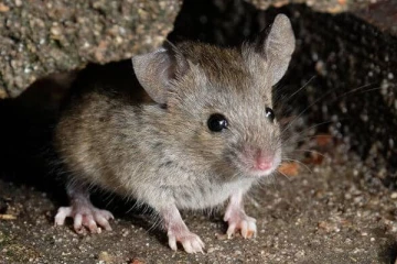 பொது மக்களுக்கு விடுக்கப்பட்ட அறிவுறுத்தல்