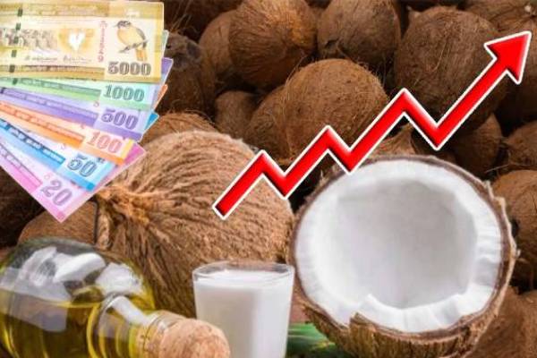 வரலாற்று உச்சத்தை பதிவு செய்த தேங்காய் ஏற்றுமதி! கிடைக்கப்பெற்ற பெருந்தொகை | Coconut Exports Hit Historic High Srilanka வரலாற்று உச்சத்தை பதிவு செய்த தேங்காய் ஏற்றுமதி! கிடைக்கப்பெற்ற பெருந்தொகை | Coconut Exports Hit Historic High Srilanka