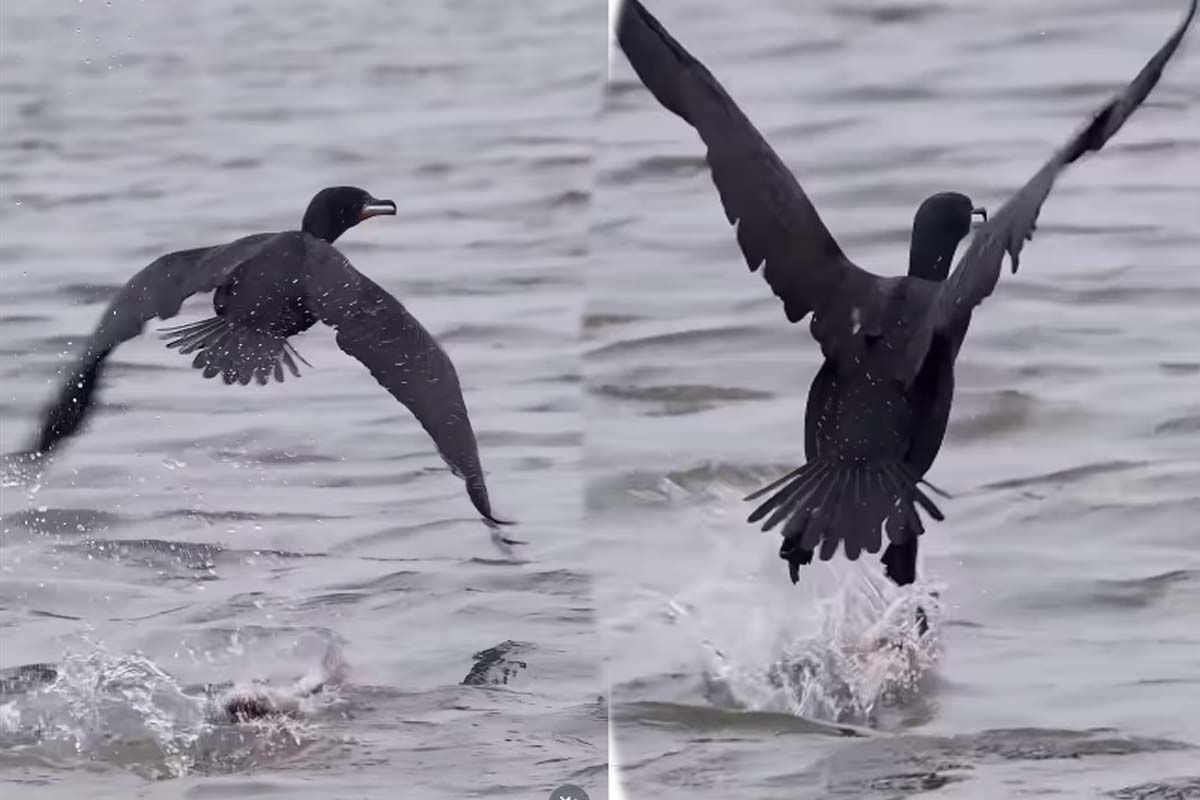 Viral Video: கஷ்டப்பட்டு வேட்டையாடிய மீன் கடைசியில் இப்படி ஆகிடுச்சே | Cormorant Bird Catch Fish And Missing Viral Video: கஷ்டப்பட்டு வேட்டையாடிய மீன் கடைசியில் இப்படி ஆகிடுச்சே | Cormorant Bird Catch Fish And Missing