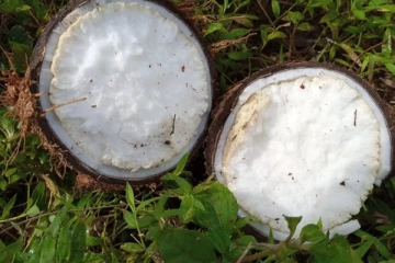 முழு தேங்காய் பூவை ஒருவர் சாப்பிட்டால் என்ன நடக்கும் தெரியுமா? இனி தெரிஞ்சிட்டு சாப்பிடுங்க...!