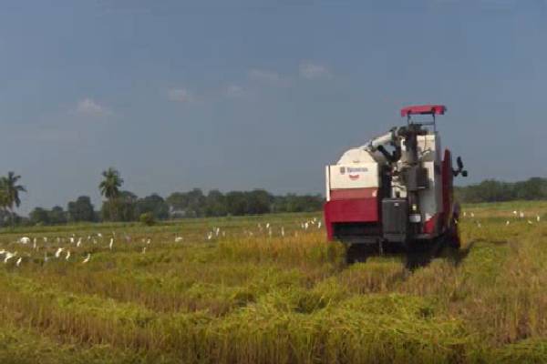 தமிழர் பகுதியில் நிகழ்ந்த அதிர்ச்சி சம்பவம் ; 39 லட்சம் ரூபாய் மதிப்பிலான நெல் திருட்டு | Tamil Area Paddy Worth Rs 39 Lakh Stolen