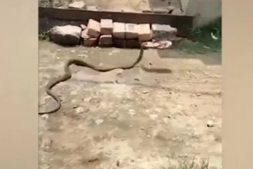 ගිය ආත්මේ පන්සලේ සරෙප්පු හොරකම් කරපු එකෙක් නයෙක් වෙලා ඉපදුණාම. (VIDEO)