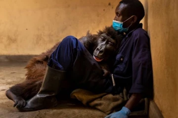 செல்பி புகழ் கொரில்லா... தனது பாதுகாவலரின் மடியில் தன்னுயிரின் இறுதி மூச்சை விட்டு உயிரிழந்தது