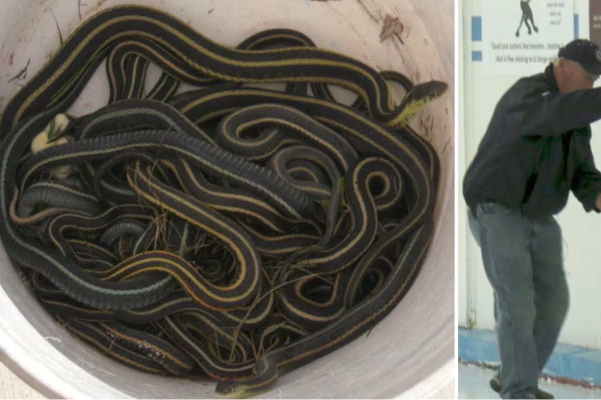 கனடாவின் மேனிடோபாவில் பாம்புகளினால் ஏற்பட்ட தொல்லை | Everywhere Garter Snakes Overrun Interlake கனடாவின் மேனிடோபாவில் பாம்புகளினால் ஏற்பட்ட தொல்லை | Everywhere Garter Snakes Overrun Interlake