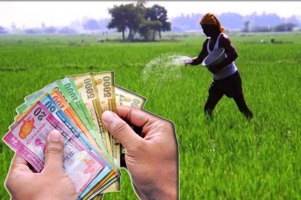 விவசாயிகளுக்கு நெல் அழிவு கொடுப்பனவு : ரவிகரன் எம்.பி விடுத்த எச்சரிக்கை | Farmers Should Be Given Allowances