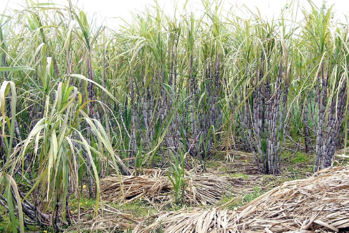 கரும்பு மீள்நடுகைத் திட்டம் மீண்டும் கிளிநொச்சியில் ஆரம்பம் | Sugarcane Replanting Project Begins Again