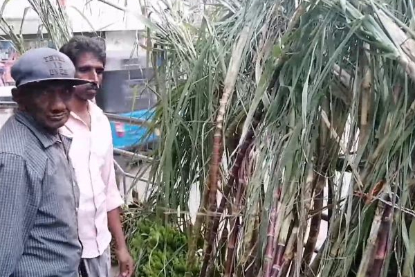 மலையகத்திலும் சூடுபிடித்த பொங்கல் வியாபாரம்! (Photos) | Pongal Business Is Hot In The Hills