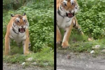 ஆக்ரோஷத்துடன் தாக்க கார் மீது பாய்ந்த புலி - அதிர்ச்சி வீடியோ வைரல்!