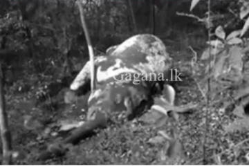 අභිරහසක් ඉතිරි කර කෝලියත් යන්නම යයි...