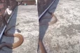 Viral Video: மின்னல் வேகத்தில் சென்ற இரண்டு பாம்புகள்... படம்பிடித்தவருக்கு காத்திருந்த அதிர்ச்சி