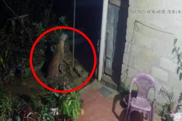 சிறுத்தைகளின் நடமாட்டம் அதிகரிப்பு : சி .சி. டி.வி கமெரா காட்சிகள் (Photos)