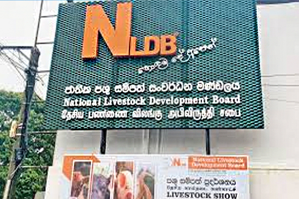 இலங்கையில் பண்ணை ஆய்வுகளை நிறைவு செய்த அமுல் நிறுவனம் | Amul Has Completed Farm Surveys In Sri Lanka