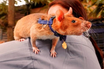 பிரித்தானியாவில் தங்கப்பதக்கம் பெற்ற எலி மரணம்!