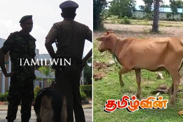 மட்டக்களப்பில் மாடுகள் களவாடப்படும் அவல நிலை