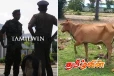 மட்டக்களப்பில் மாடுகள் களவாடப்படும் அவல நிலை