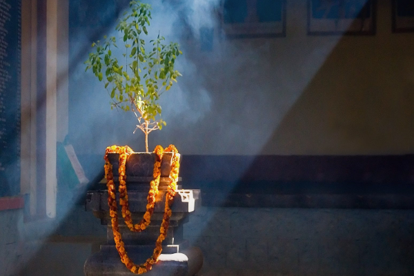 அதிர்ஷ்டம் பல மடங்கு தரும் துளசி திருக்கல்யாணம் வழிபாடு - நேரம் தேதி இதோ! | 2025 Thulasi Vivaham Date And Worship Timing