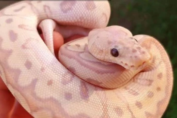 செல்லப்பிராணிகளாக வளர்ப்பதற்கு ஏற்ற பாம்பு எது தெரியுமா? 30 ஆண்டுகள் உயிர் வாழுமாம்