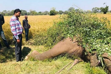 வவுனியாவில் 30 வயது மதிக்கத்தக்க யானைக்கு நேர்ந்த சோகம்!