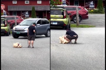 கால்களை பிளந்தப்படி சாலையில் மல்லாக்க படுத்த நாய் - இறுதியில் என்ன நடந்தது தெரியுமா?