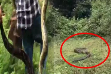 ஒட்டுசுட்டானில் வீட்டுக்கு வந்த 8 அடி நீள அழையா விருத்தாளியால் பரபரப்பு