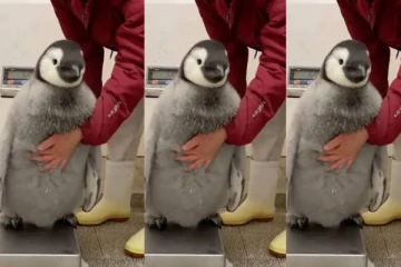 இணையத்தில் வைரலாகும் பென்குயின்