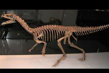 ஏல விற்பனைக்கு விடப்படவுள்ள 150 மில்லியன் ஆண்டுகள் பழமையான டைனோசர் எலும்புக்கூடு