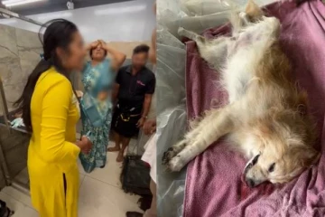 வளர்ப்பு நாயால் கதறிய பெண் வீட்டார் குடும்பம் - திருமண வீட்டை புரட்டி போட்ட சம்பவம்!’