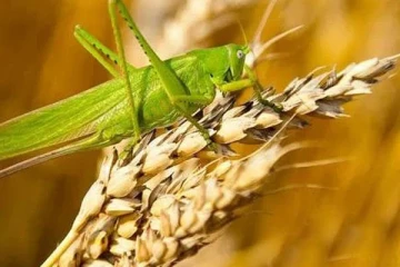 வெட்டுக்கிளிகள் பற்றிய சில ஆச்சர்யமான தகவல்கள் பகிர முடியுமா?