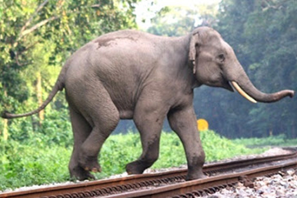 ரயிலில் மோதி காட்டு யானை உயிரிழப்பு ; அதிகாரிகள் மீது கிராம மக்கள் குற்றச்சாட்டு | Wild Elephant Dies After Being Hit By Train