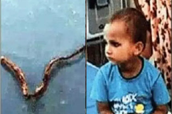A 3-year-old boy who chewed a snake A 3-year-old boy who chewed a snake