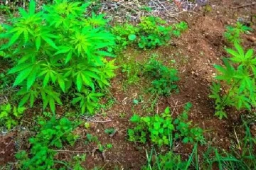 கஞ்சா செடி வளர்த்து வந்த நபர் கைது