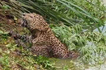 நீர்த்தேக்கத்தில் சிக்கி உயிருக்காக போராடிய சிறுத்தை ; சுமார் 3 மணிநேரத்தின் பின்னர் மீட்ட அதிகாரிகள்!