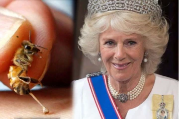 தேனீக்களின் விஷத்தை முகத்தில் பூசிக்கொள்ளும் இங்கிலாந்து ராணி! காரணம் என்ன தெரியுமா?